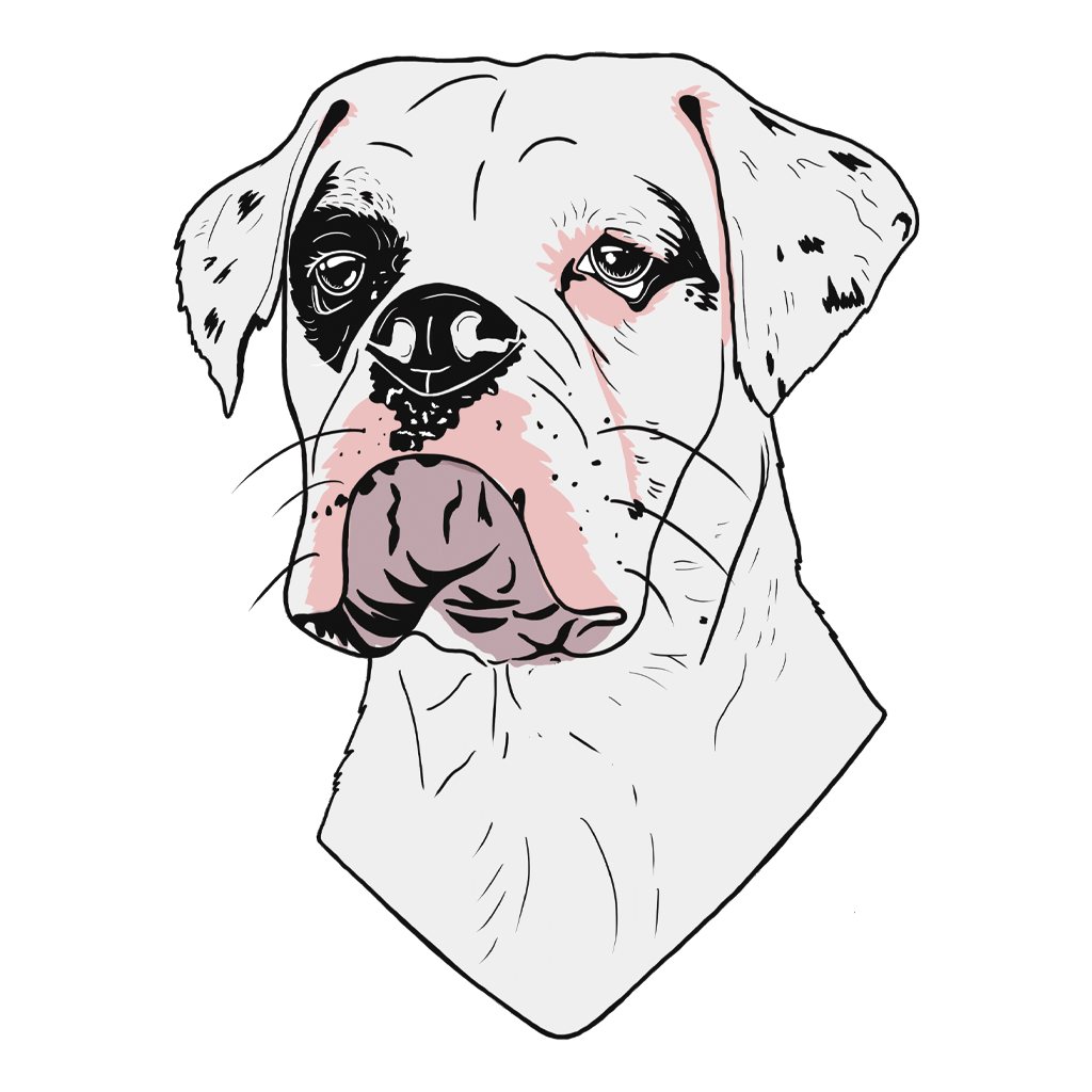 A drawing of a white boxer dog with a black patch of colour around it's right eye.